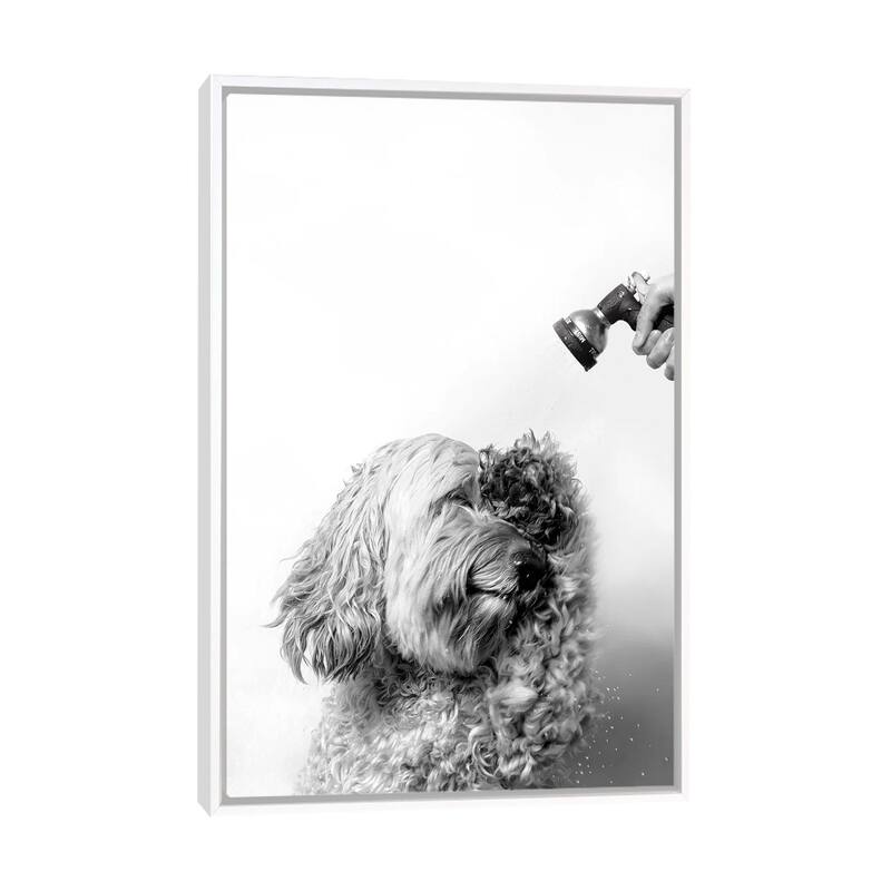iCanvas "Wet Dog, Lelu, Black & White" by Sophie Gamand Framed Canvas
